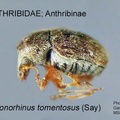 Trigonorhinus tomentosus GP MSU-ARC 