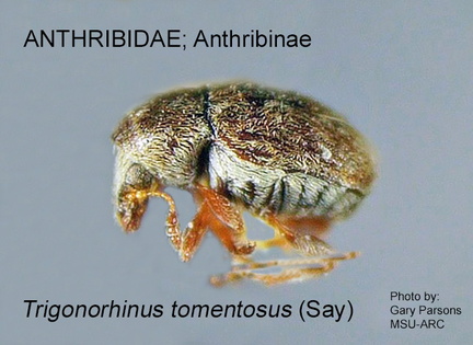 Trigonorhinus tomentosus GP MSU-ARC 