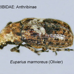 Anthribidae