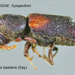Bostrichidae