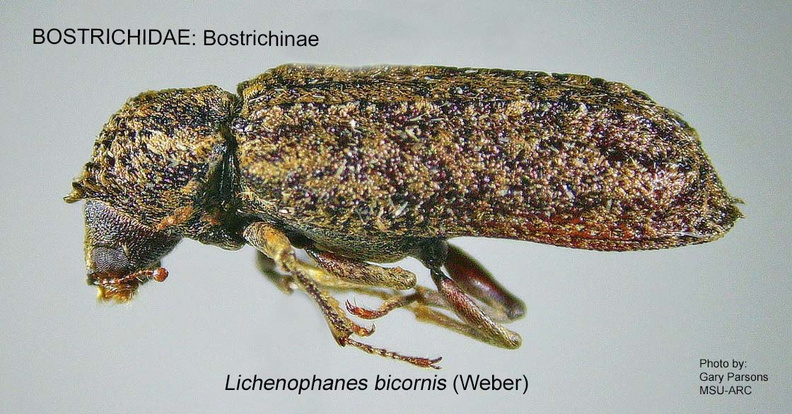 Lichenophanes bicornis GP MSU-ARC.jpg