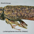 Lichenophanes bicornis GP MSU-ARC