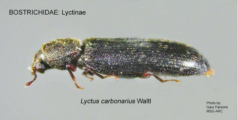 Lyctus carbonarius 1 GP MSU-ARC .jpg