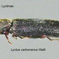 Lyctus carbonarius 1 GP MSU-ARC 