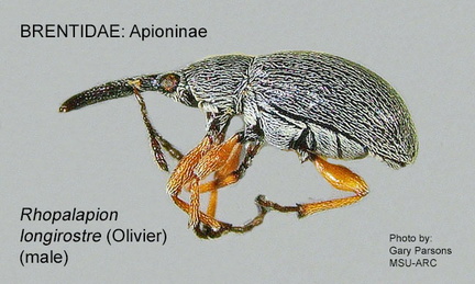 APIONINAE Rhopalapion longirostre male GP MSU-ARC