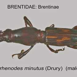 Brentidae