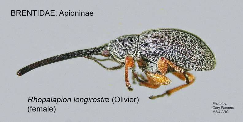 APIONINAE Rhopalapion longirostre female 1 GP MSU-ARC.jpg