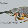 APIONINAE Rhopalapion longirostre female 1 GP MSU-ARC