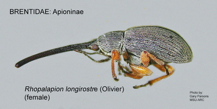 APIONINAE Rhopalapion longirostre female 1 GP MSU-ARC