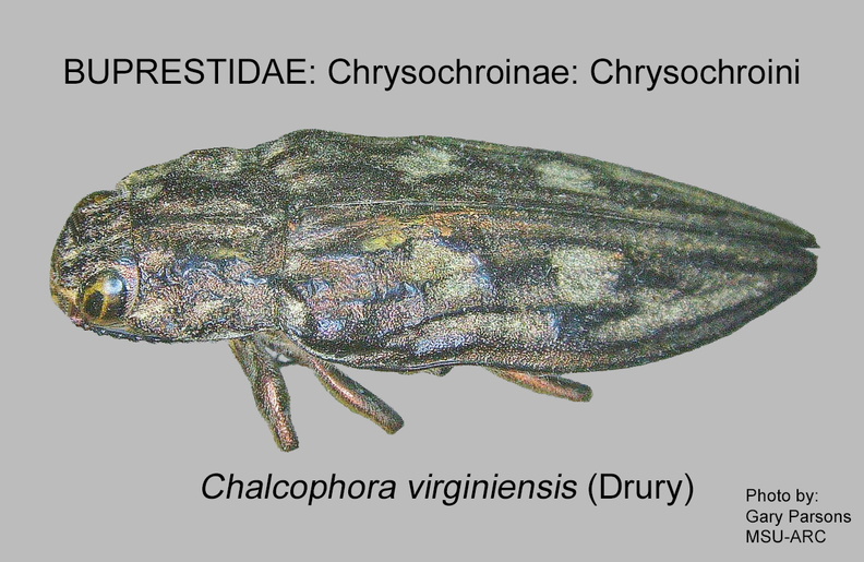 CHRYSOCHROINAE Chalcophora virginiensis 1 GP MSU-ARC .jpg