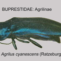AGRILINAE Agrilus cyanescens GP MSU-ARC