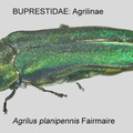 AGRILINAE Agrilus planipennis GP MSU-ARC 