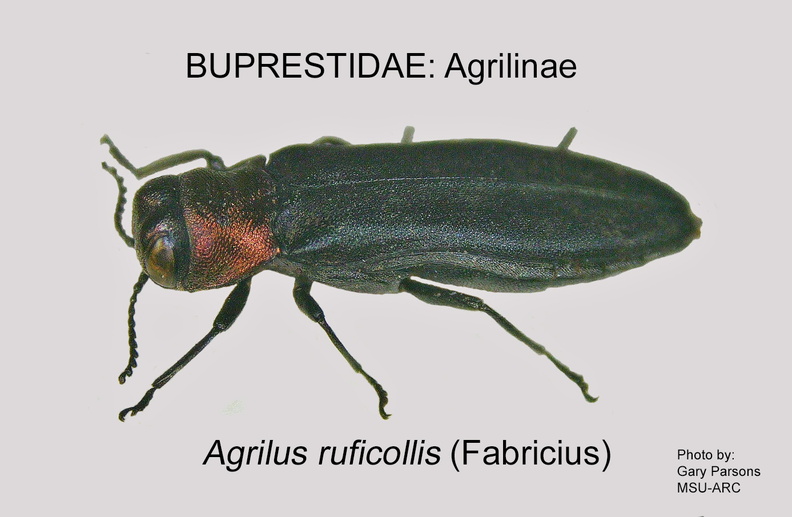 AGRILINAE Agrilus ruficollis GP MSU-ARC.jpg