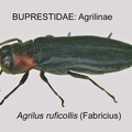 AGRILINAE Agrilus ruficollis GP MSU-ARC