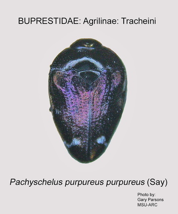 AGRILINAE Pachyschelus p purpureus GP MSU-ARC