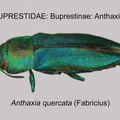 BUPRESTINAE Anthaxia quercata GP MSU-ARC
