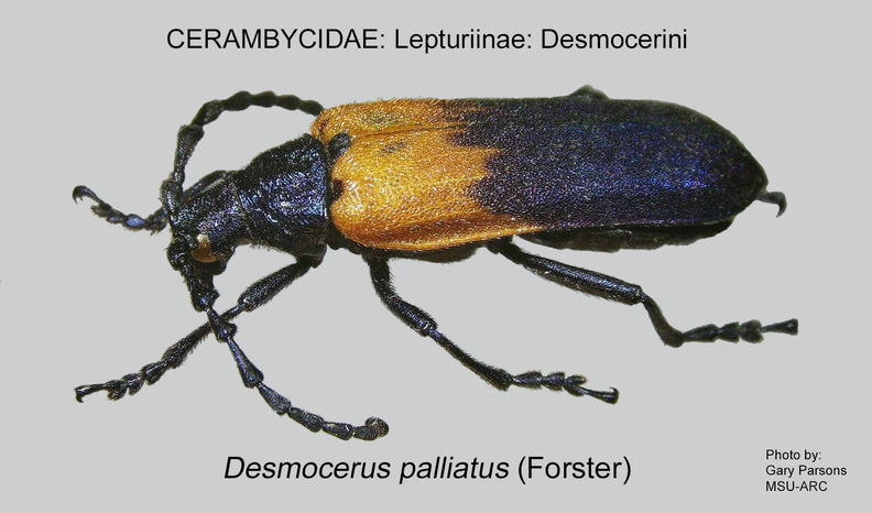 LEPTURINAE Desmocerus palliatus GP MSU-ARC.jpg