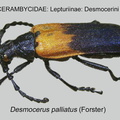 LEPTURINAE Desmocerus palliatus GP MSU-ARC