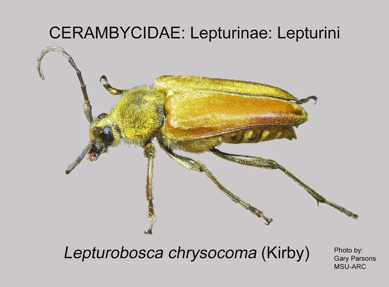 LEPTURINAE Lepturobosca chrysocoma GP MSU-ARC.jpg