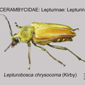 LEPTURINAE Lepturobosca chrysocoma GP MSU-ARC