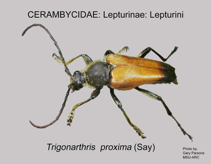 LEPTURINAE Trigonarthris proxima GP MSU-ARC