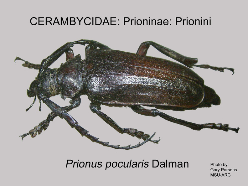 PRIONINAE Prionus pocularis GP MSU-ARC.jpg