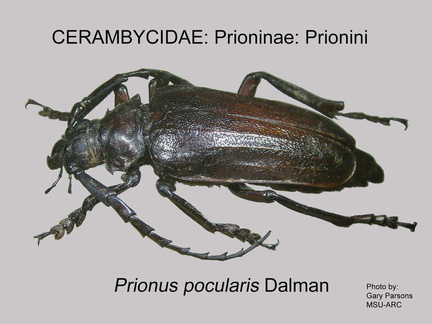 PRIONINAE Prionus pocularis GP MSU-ARC