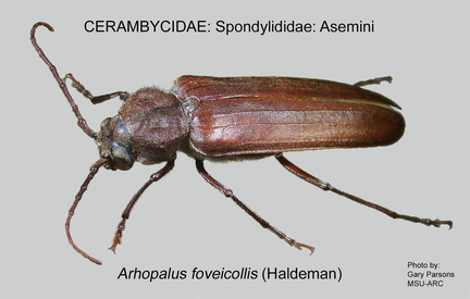SPONDYLIDINAE Arhopalus foveicollis GP MSU-ARC