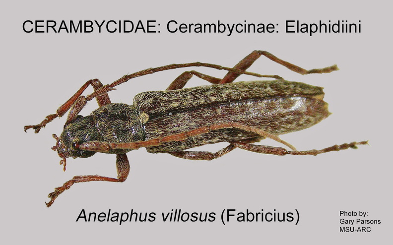 CERAMBYCINAE Anelaphus villosus GP MSU-ARC.jpg