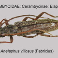 CERAMBYCINAE Anelaphus villosus GP MSU-ARC