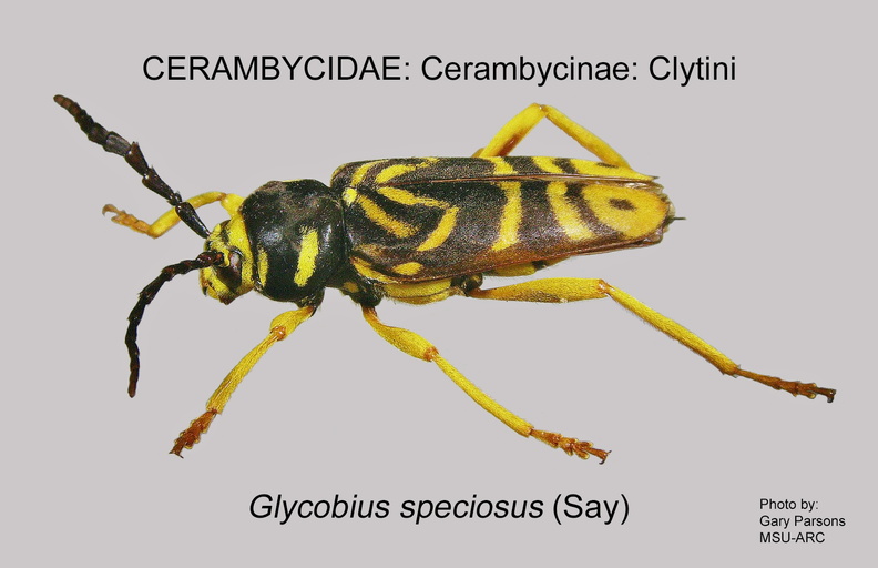 CERAMBYCINAE Glycobius speciosus GP MSU-ARC.jpg