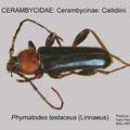 CERAMBYCINAE Phymatodes testaceus GP MSU=ARC