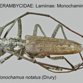 LAMIINAE Monochamus notatus GP MSU-ARC