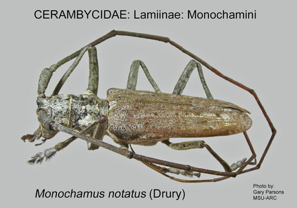 LAMIINAE Monochamus notatus GP MSU-ARC
