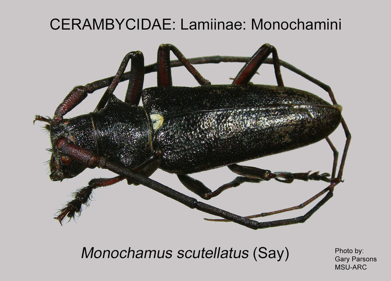 LAMIINAE Monochamus scutellatus 1 GP MSU-ARC.jpg