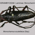 LAMIINAE Monochamus scutellatus 1 GP MSU-ARC