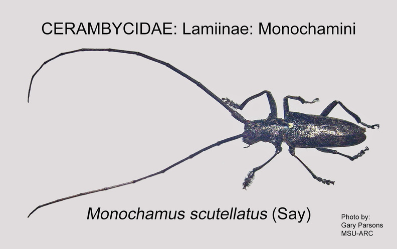 LAMIINAE Monochamus scutellatus 2 GP MSU-ARC.jpg