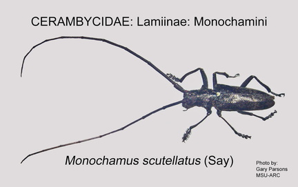 LAMIINAE Monochamus scutellatus 2 GP MSU-ARC