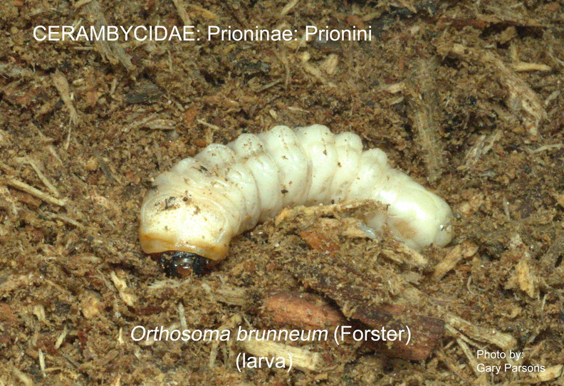PRIONINAE Orthosoma brunneum larva GP MSU-ARC.jpg