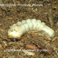 PRIONINAE Orthosoma brunneum larva GP MSU-ARC