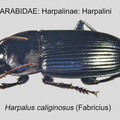 HARPALINAE HARPALINI Harpalus caliginosus GP MSU-ARC
