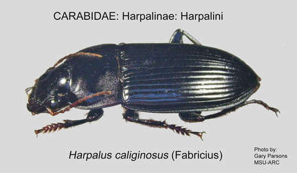 HARPALINAE HARPALINI Harpalus caliginosus GP MSU-ARC