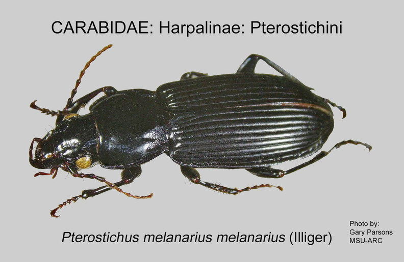 HARPALINAE PTEROSTICHINI Pterostichus melanarius GP MSU-ARC.jpg