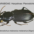 HARPALINAE PTEROSTICHINI Pterostichus melanarius GP MSU-ARC