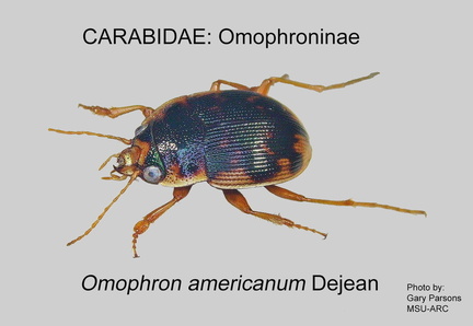 OMOPHRONINAE Omophron americanum GP MSU-ARC