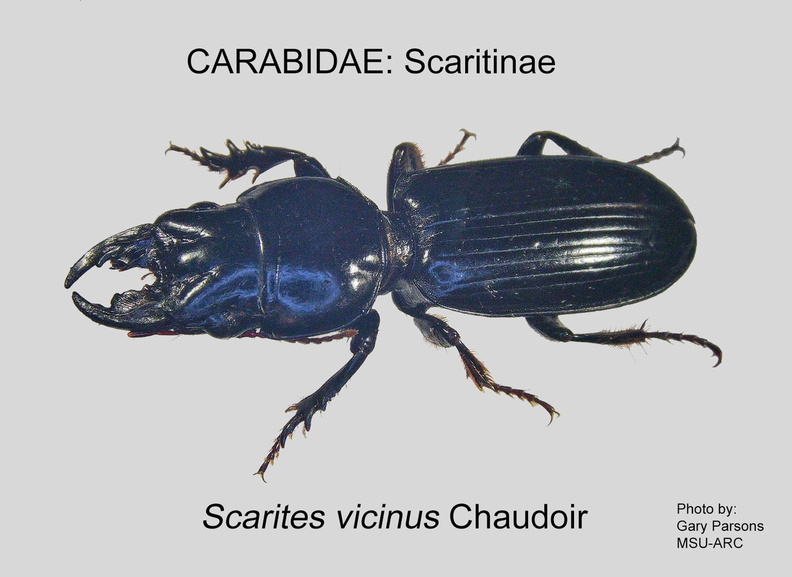 SCARITINAE Scarites vicinus GP MSU-ARC.jpg