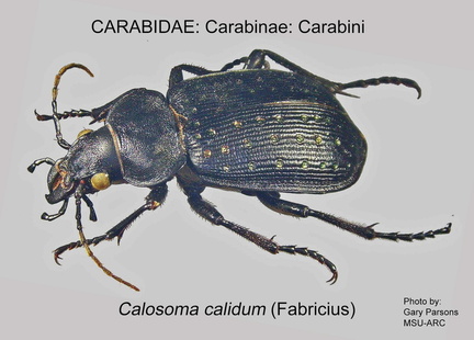 CARABINAE Calosoma calidum GP MSU-ARC