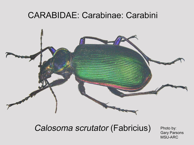 CARABINAE Calosoma scrutator GP MSU-ARC