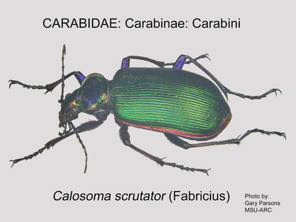 CARABINAE Calosoma scrutator GP MSU-ARC