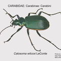 CARABINAE Calosoma wilcoxi GP MSU-ARC
